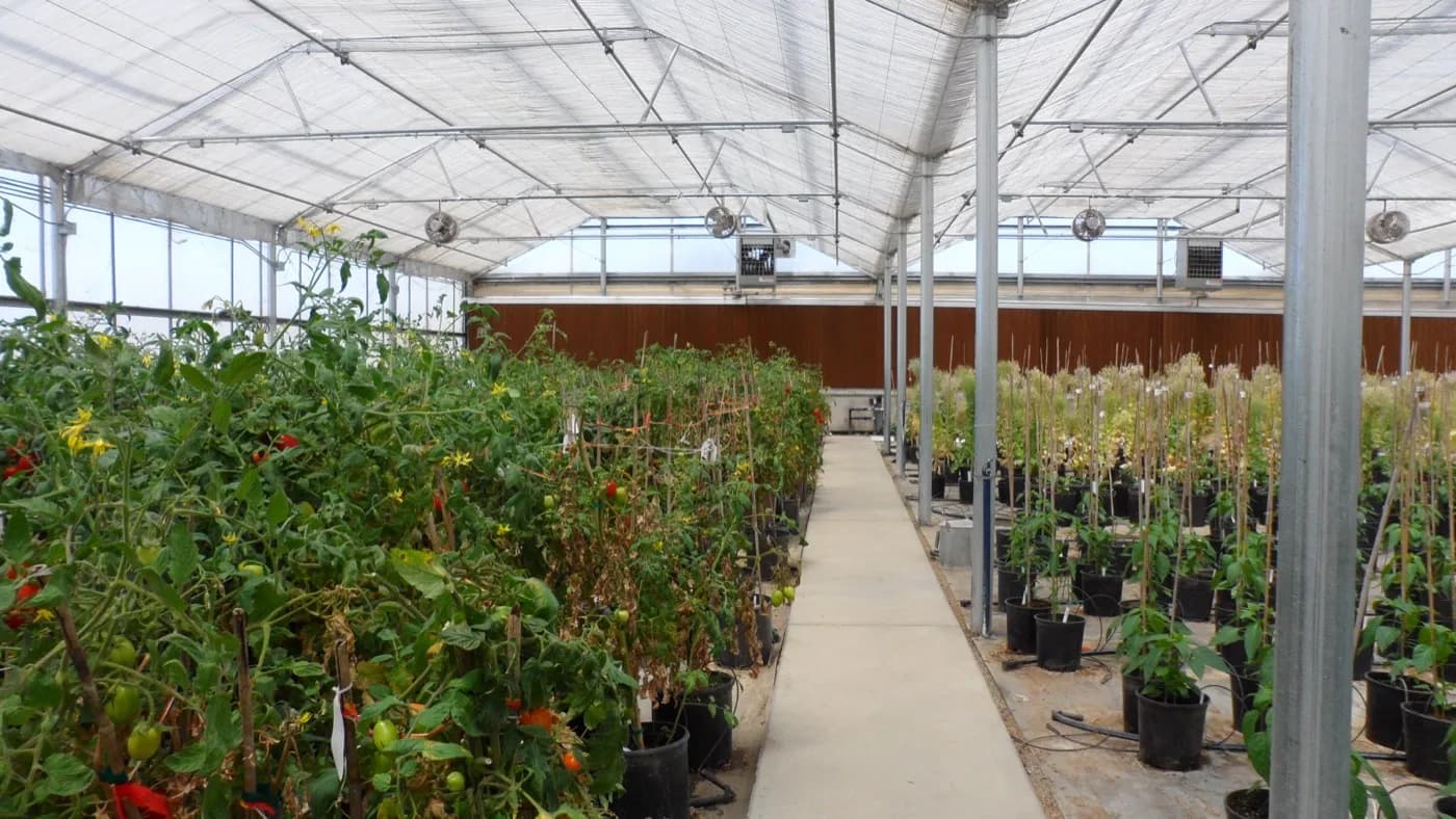 Orsetti Seeds research greenhouse in San Juan Bautista, California