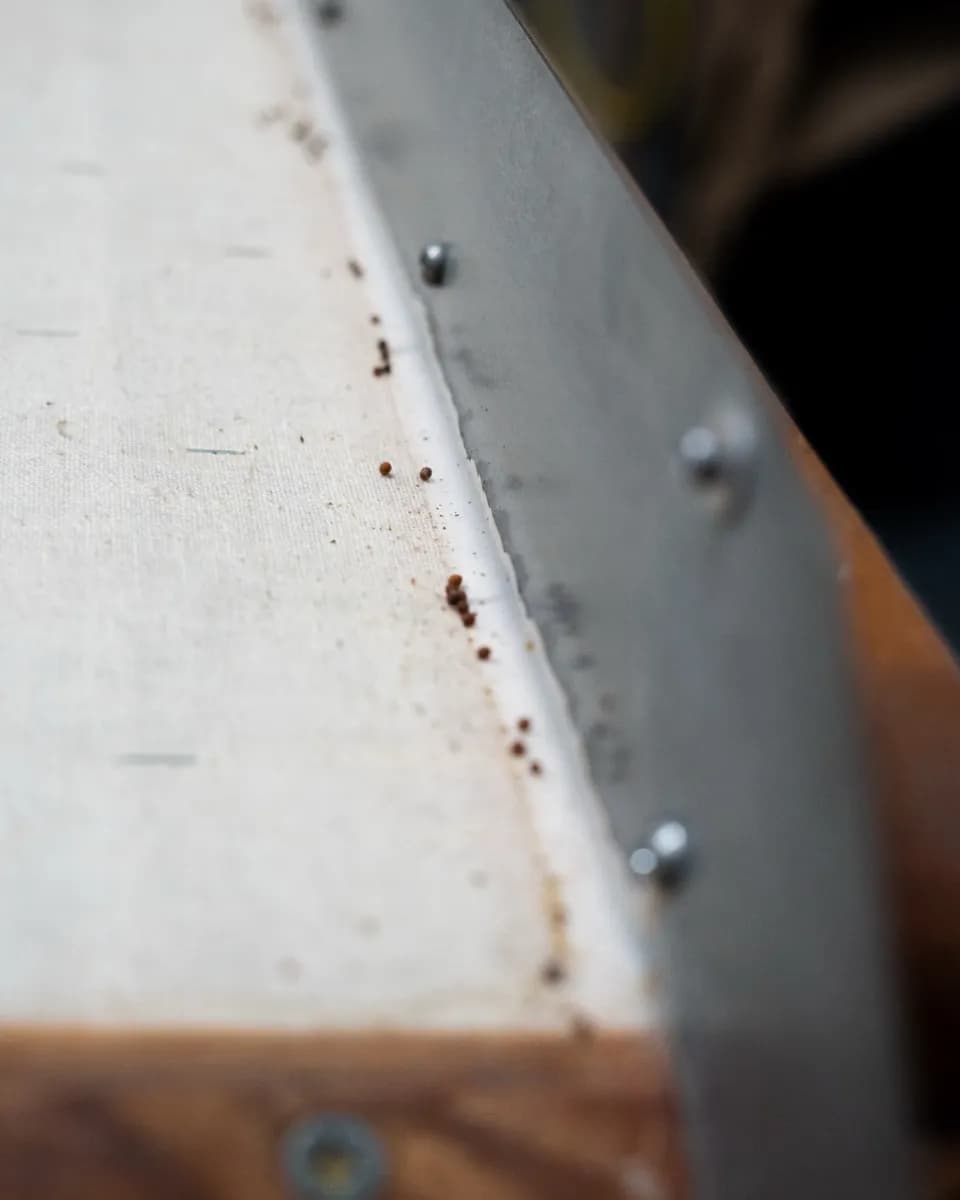 Density separation in progress — heavier and lighter seed fractions diverging at the edge of the deck