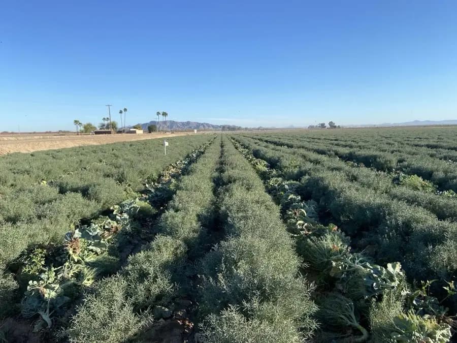 Flowering — Orsetti Seeds seed production