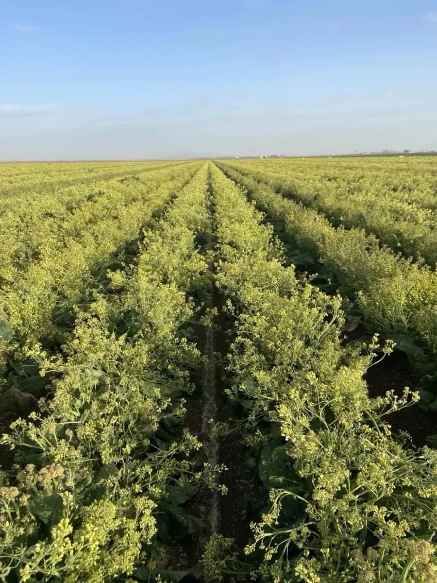 Brassica seed production field in full flower — Orsetti Seeds
