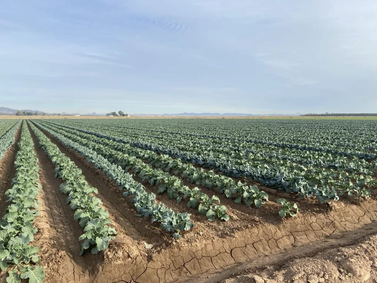 BRAVADO broccoli seedlings in rows — early vegetative stage, Arizona