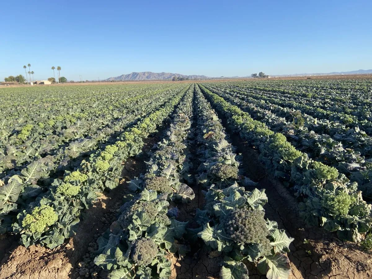 BRAVADO broccoli field at heading stage — heads forming, Arizona