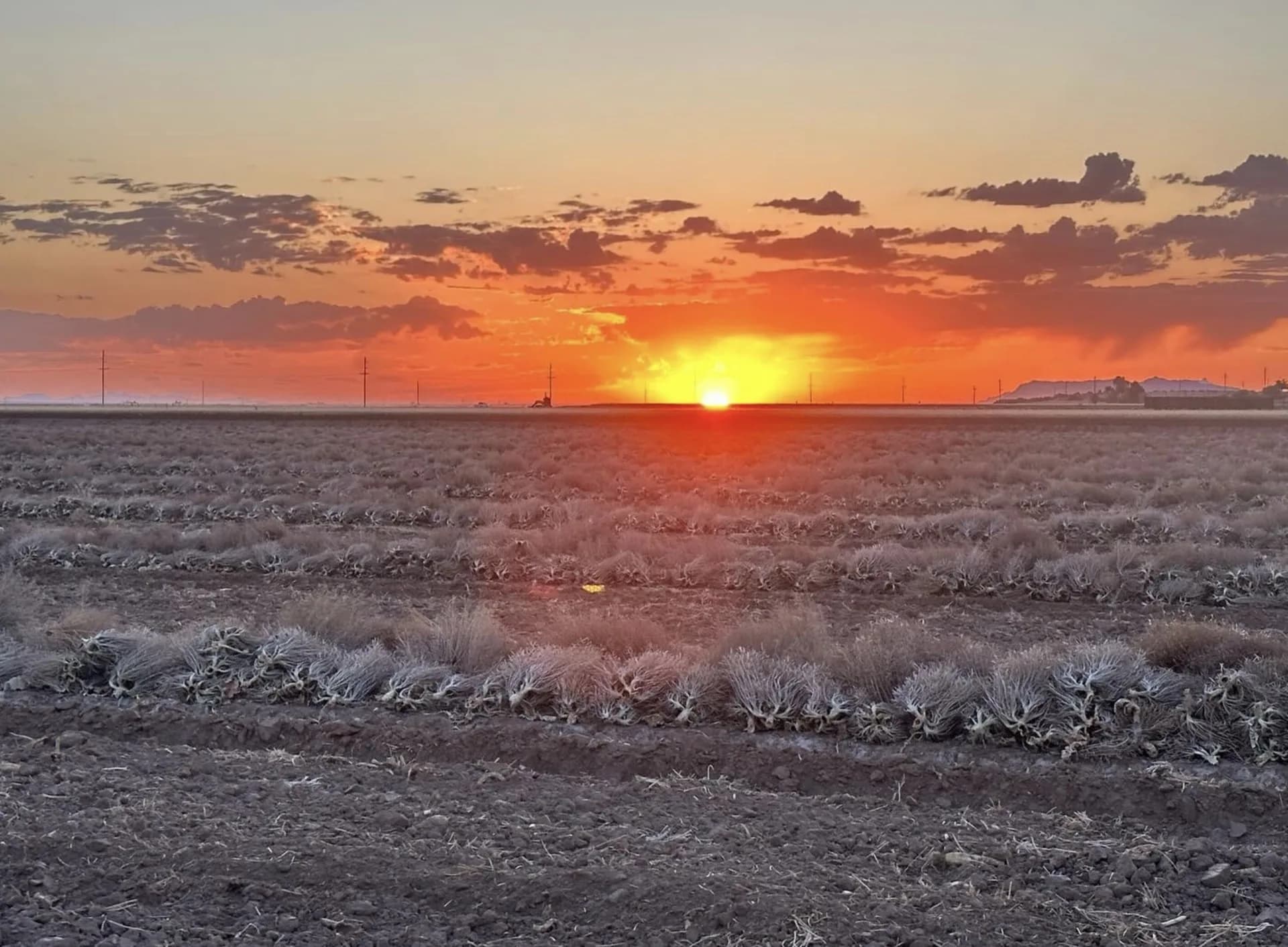 Brassica seed windrow at sunrise — Arizona production