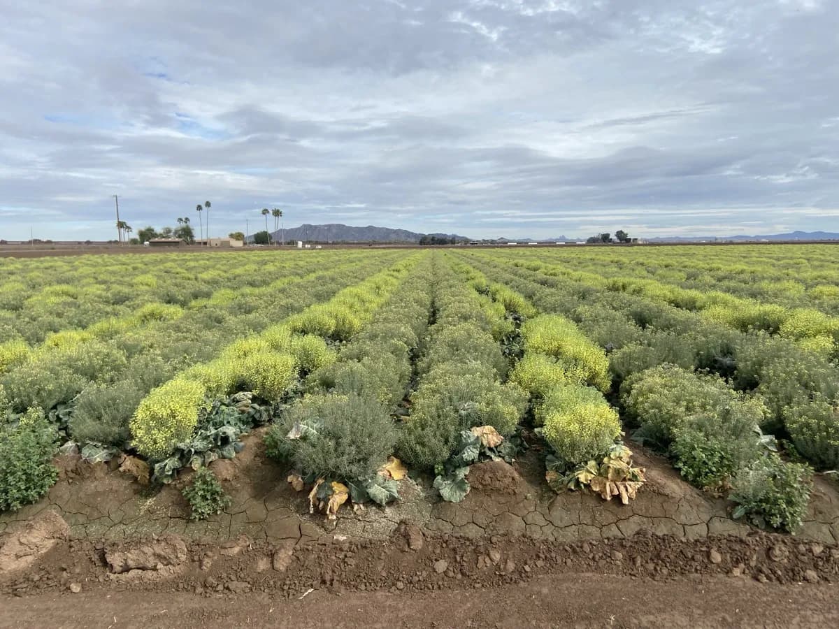 BRAVADO broccoli seed production rows in full flower, Arizona