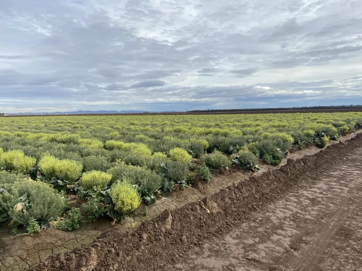 BRAVADO broccoli seed field edge — pre-windrow, Arizona