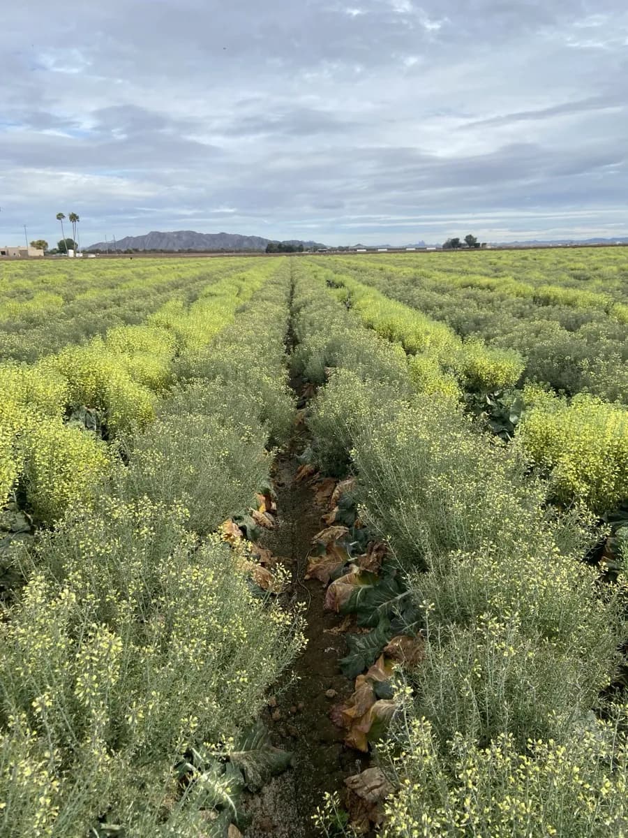 BRAVADO broccoli rows converging to the horizon — Wellton, Arizona