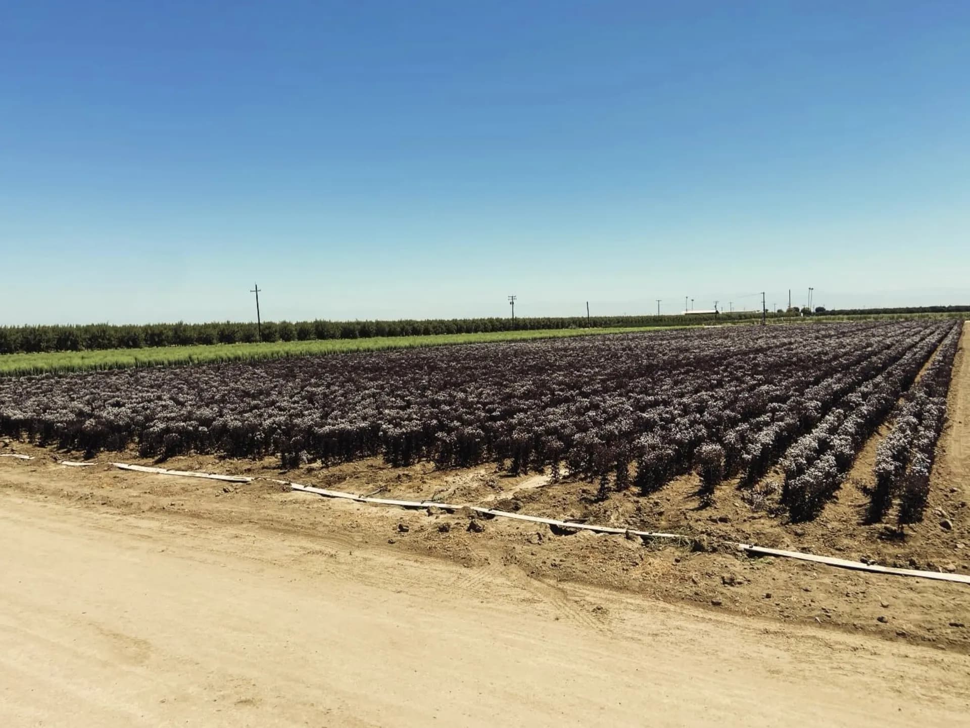 Rio Grande Red hybrid cabbage production field — purple rows in full flower
