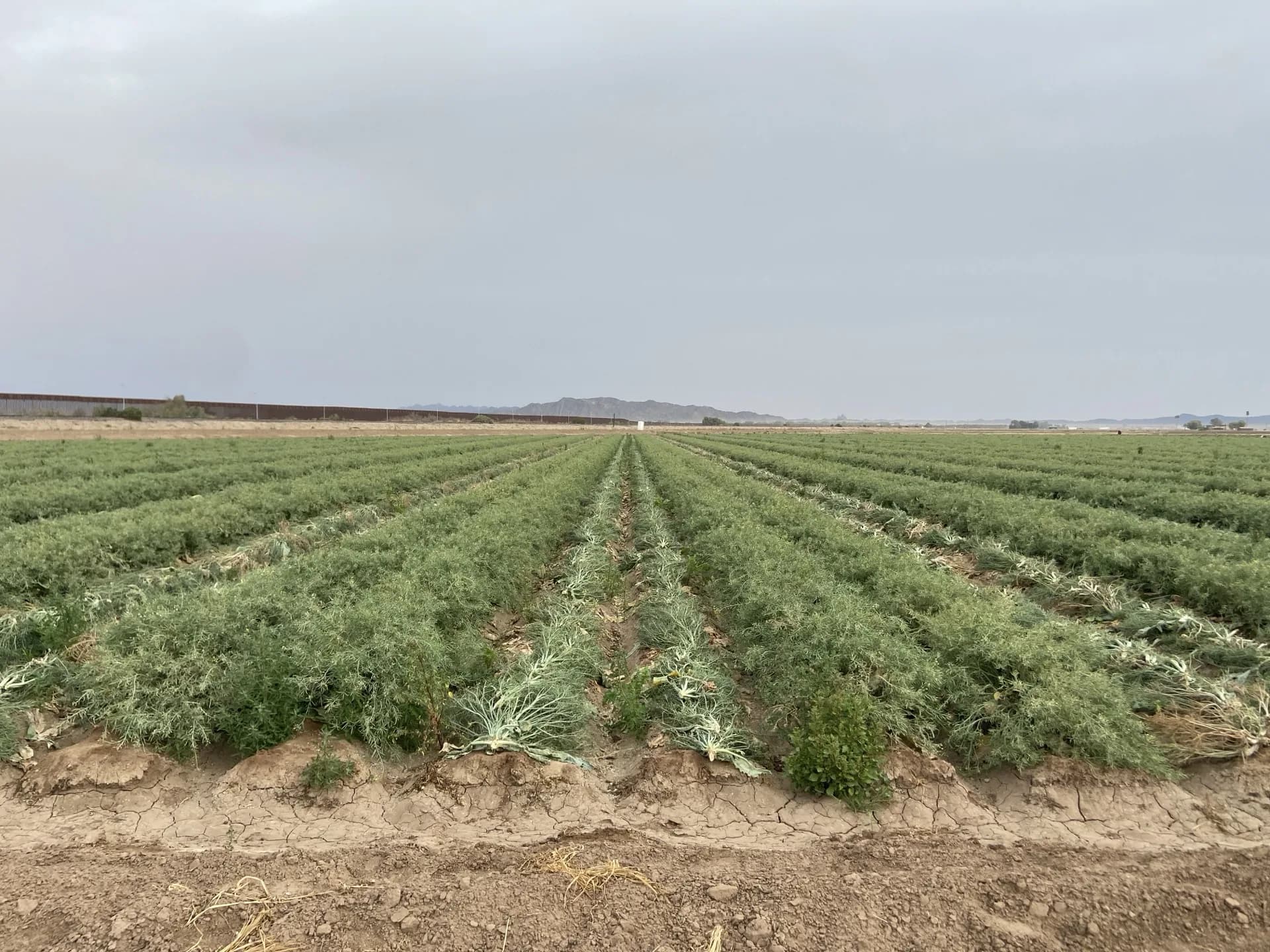 Cauliflower seed crop bolting under overcast sky — Orsetti Seeds