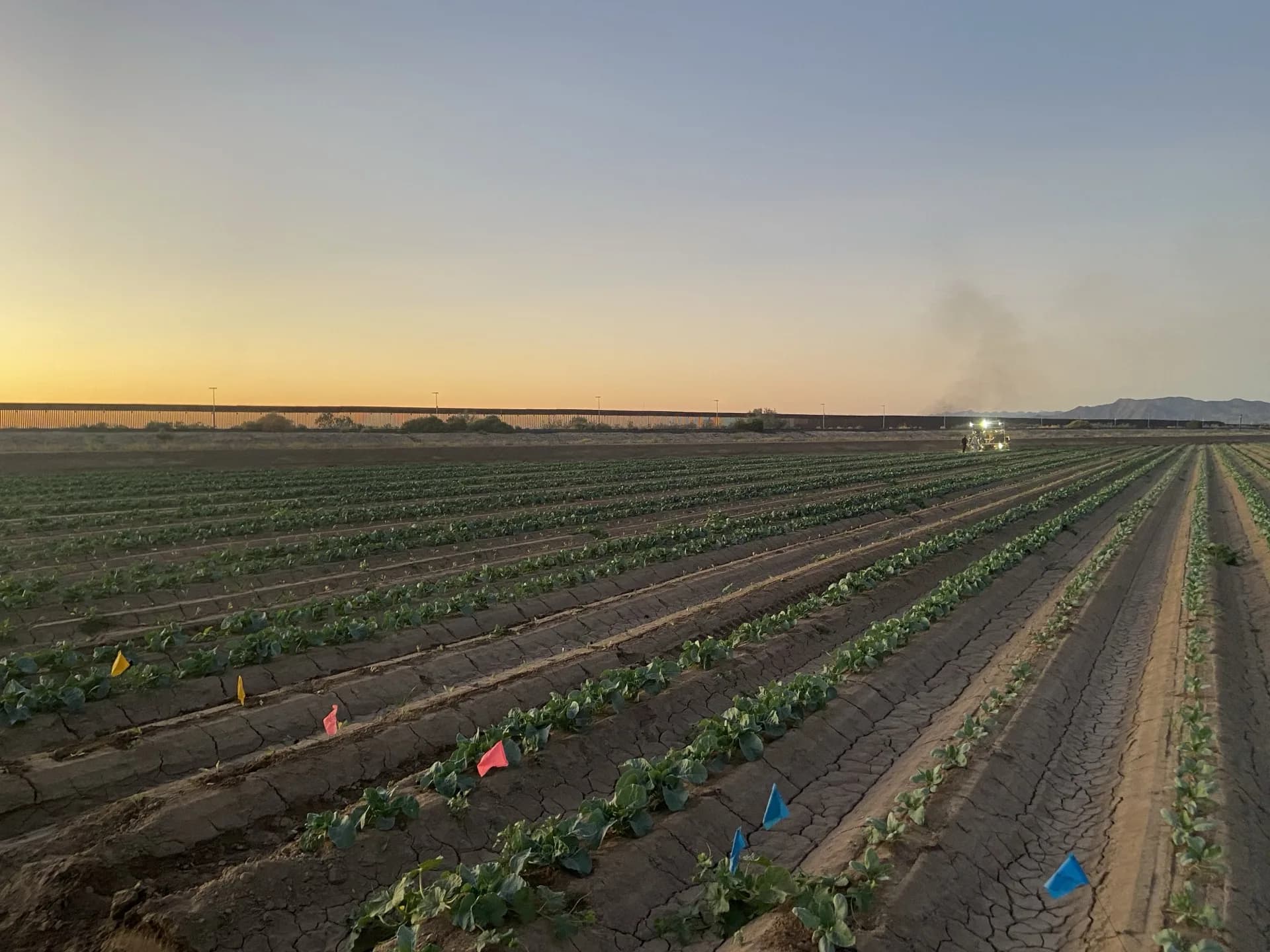 Cauliflower seed production field at sunset, Yuma, Arizona — Orsetti Seeds