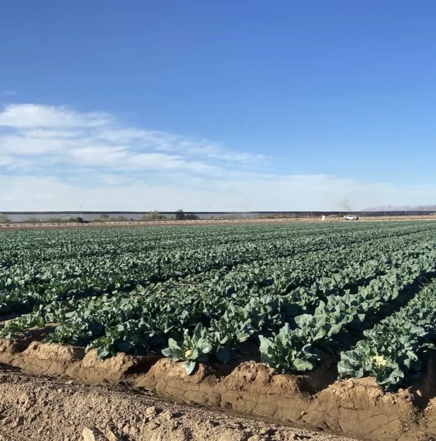 Wide-angle cauliflower production field — Yuma, Arizona