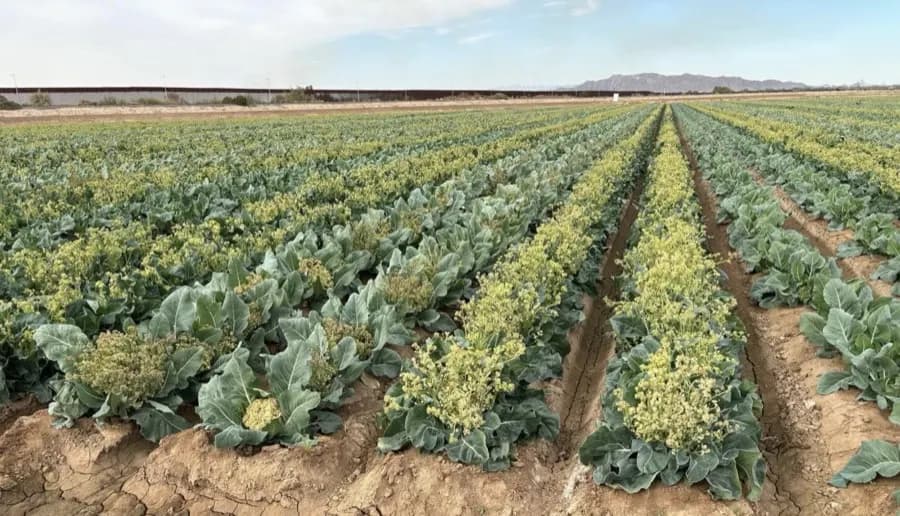 Cauliflower seed crop 2025 — Yuma, Arizona