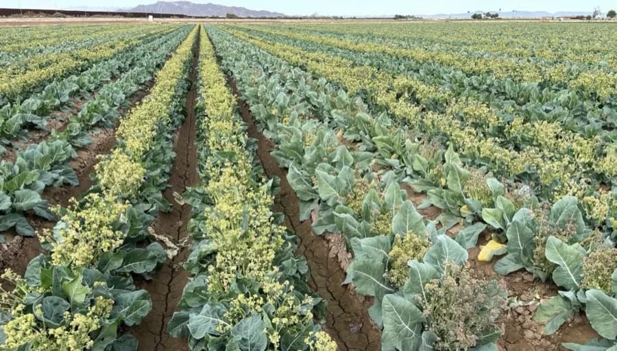 Cauliflower seed crop in bloom — row view