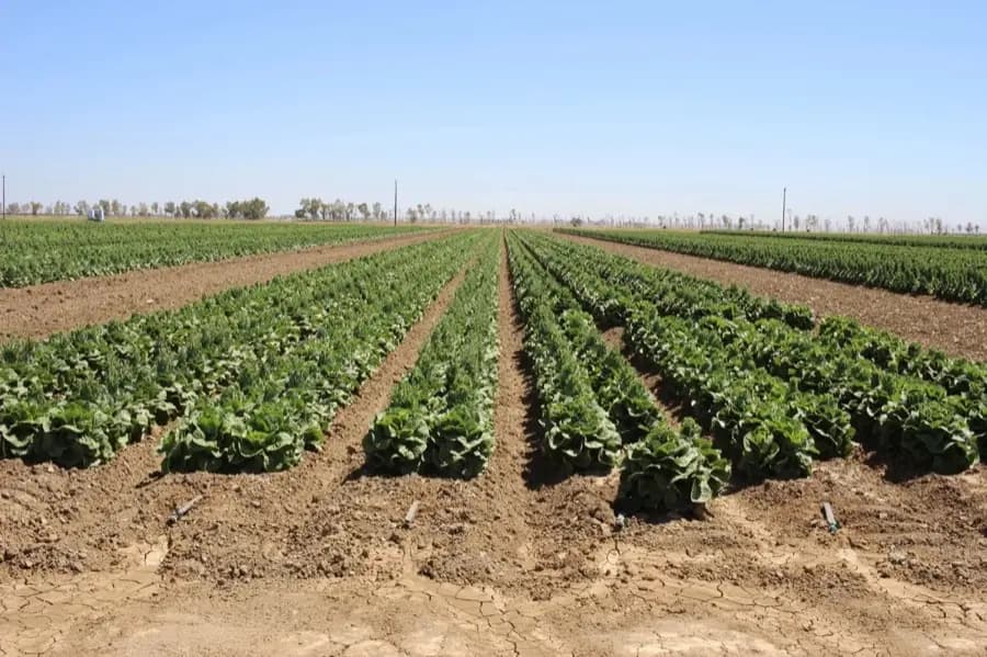 Rosette Development — Orsetti Seeds lettuce seed production