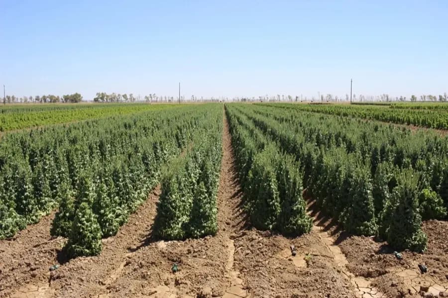 Bolt & Branch — Orsetti Seeds lettuce seed production