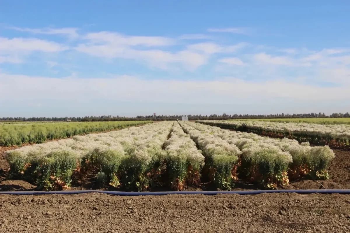 Cotton Stage — Orsetti Seeds lettuce seed production