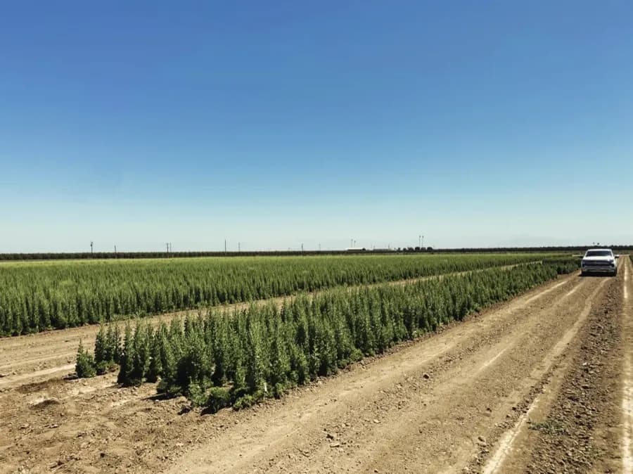 Lettuce bolting — seed-setting underway, McFarland, California