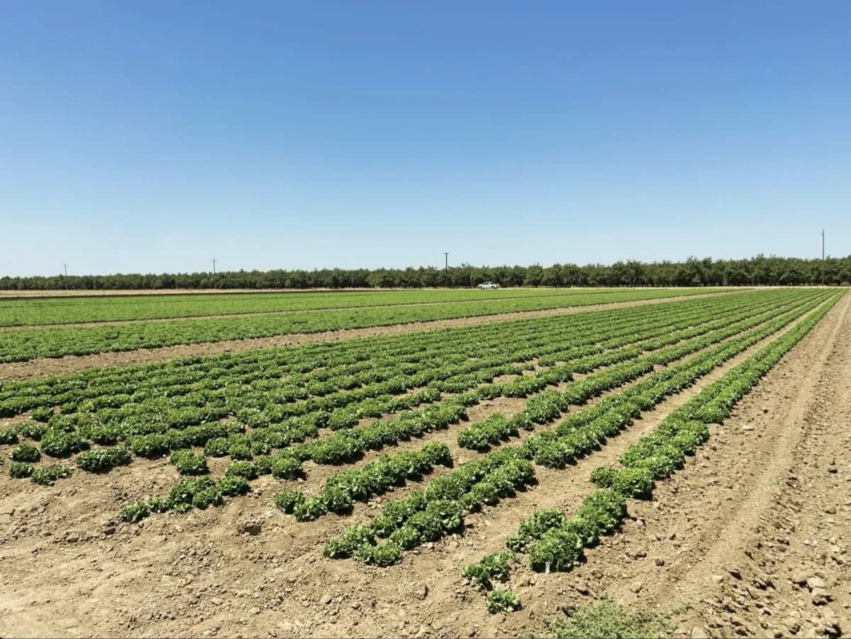 Field Establishment — Orsetti Seeds lettuce seed production