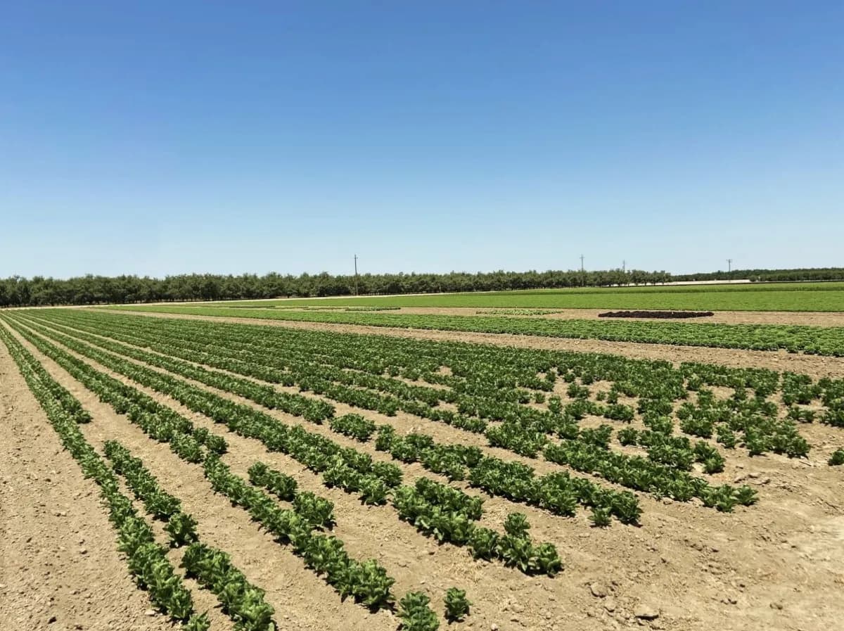 Lettuce variety rows side-by-side — production field comparison