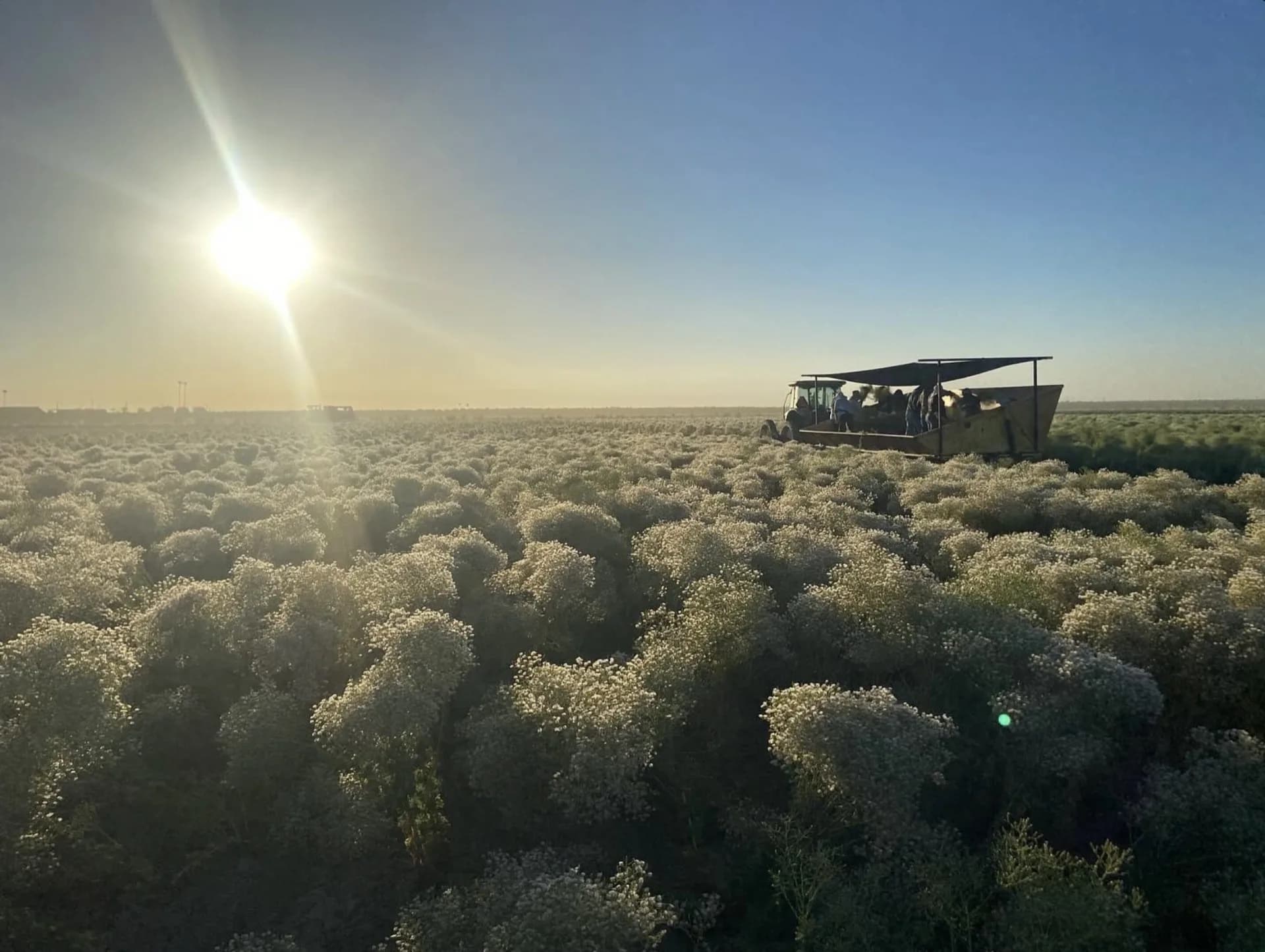 Lettuce seed harvest — combine at work, McFarland, California