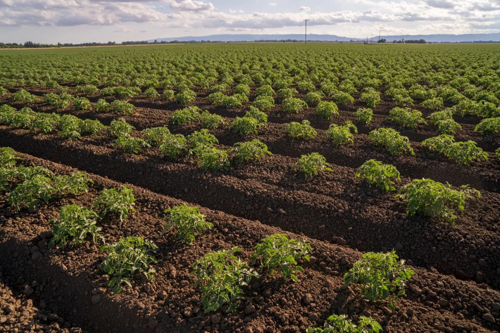 Processing tomato field — young plants in replicated trial rows, California