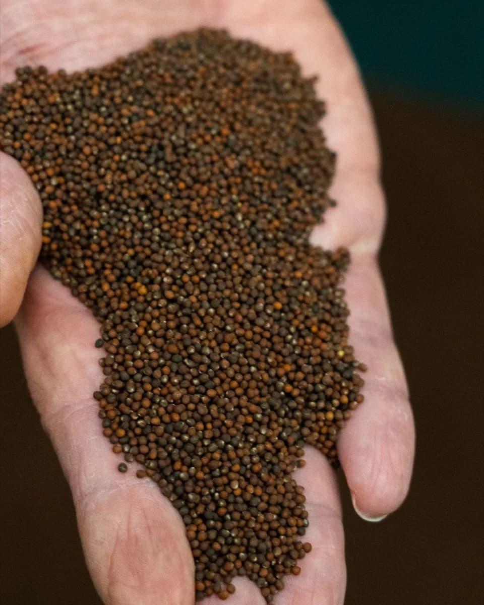 Cleaned and graded brassica seed after milling