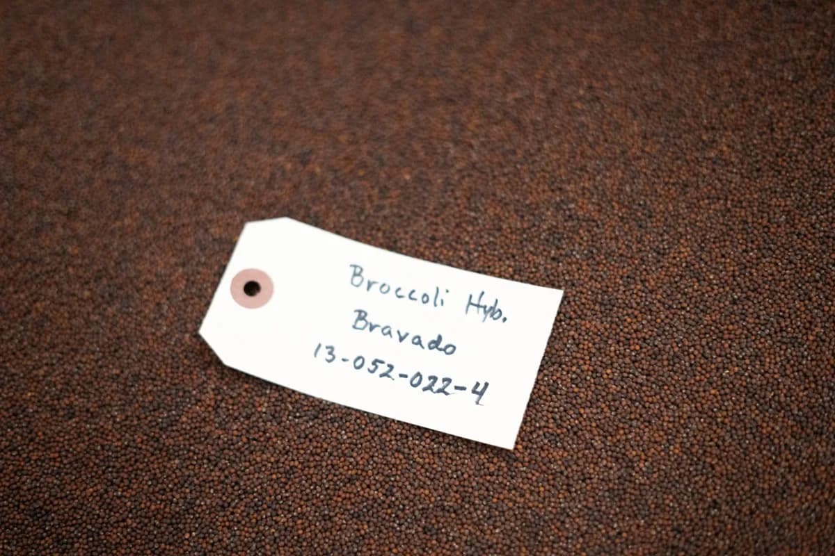 BRAVADO broccoli hybrid seed lot tag — Broccoli Hyb. Bravado 13-052-022-4