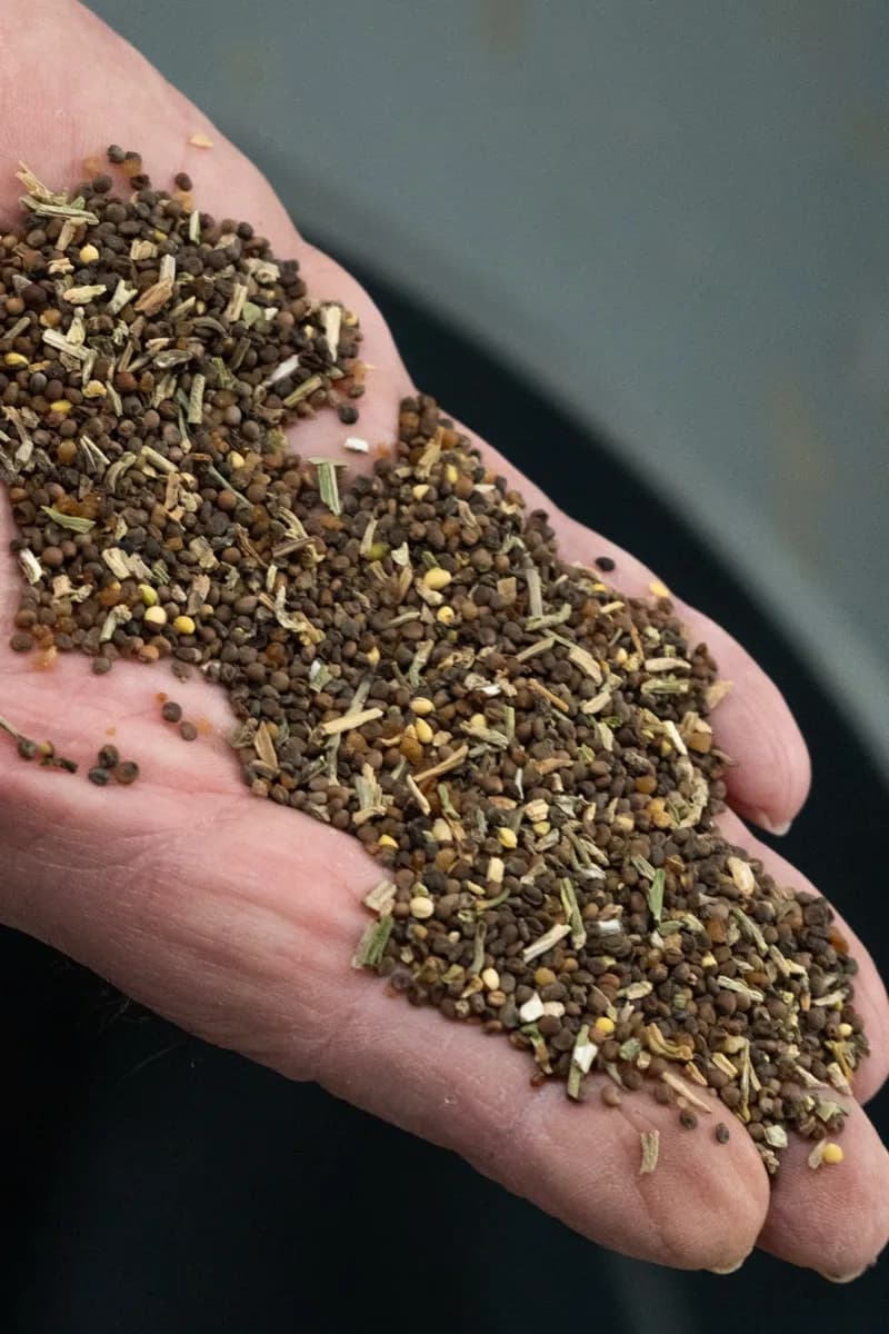 Raw broccoli seed from field harvest — unprocessed
