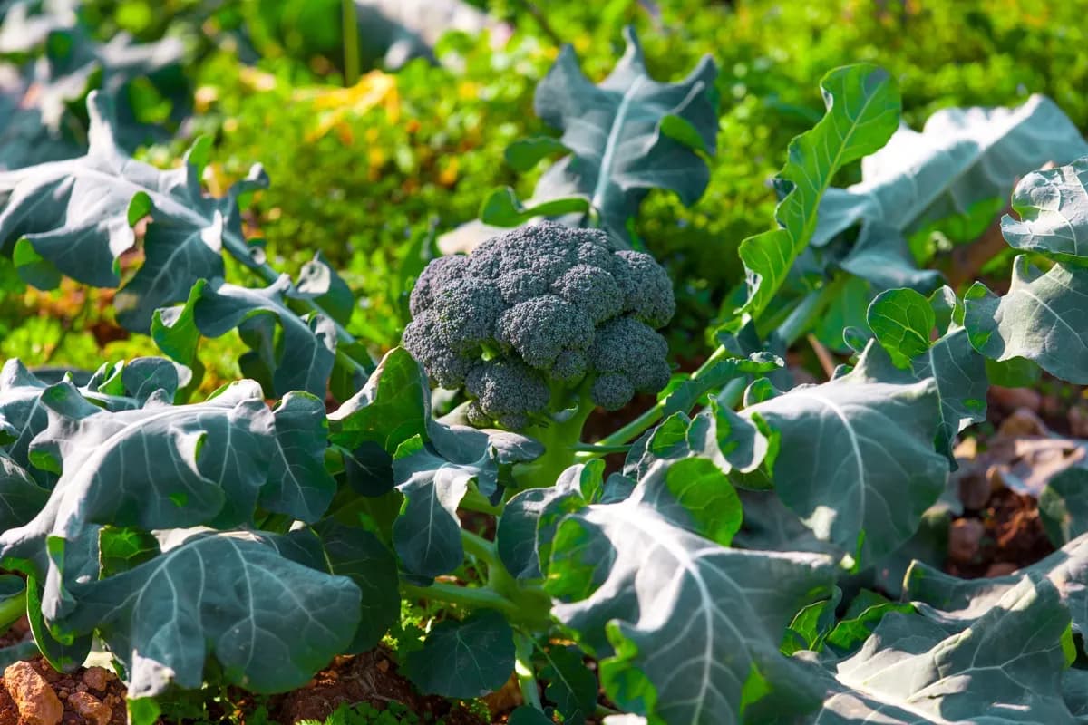 Broccoli — Orsetti Seeds