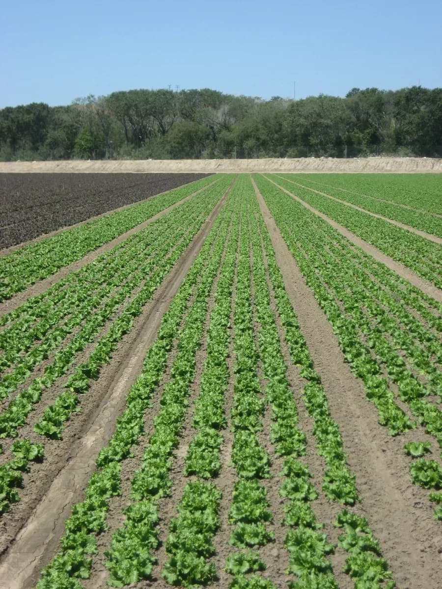 Lettuce — Orsetti Seeds