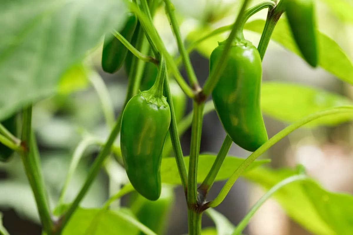 Peppers — Orsetti Seeds