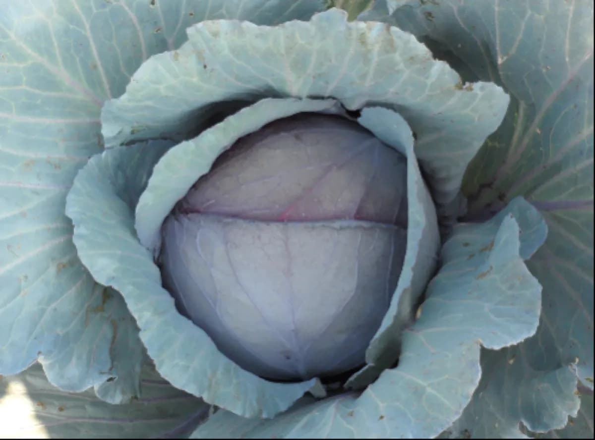 Rio Grande Red hybrid cabbage — globe-shaped purple-red head with wrapper leaves