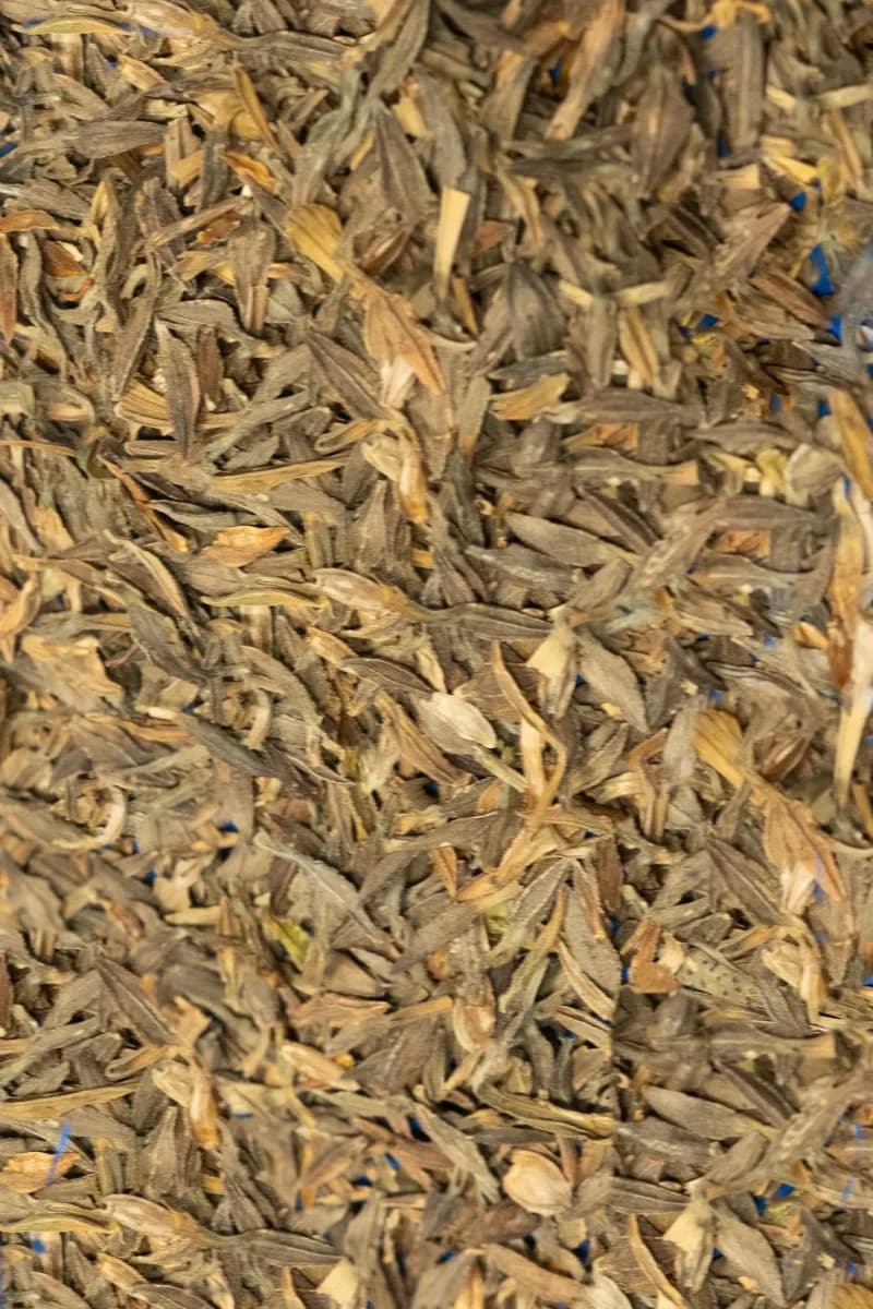 Seed lot material — Orsetti Seeds