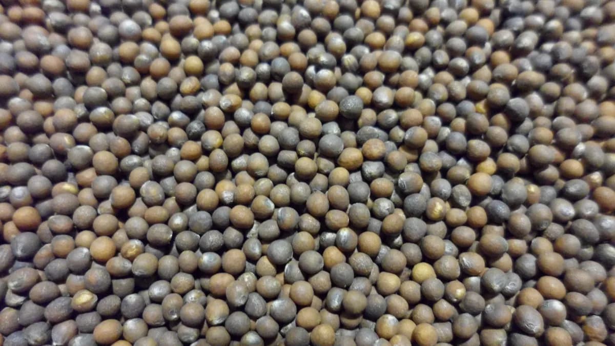 Close-up of vegetable seeds — the starting point for every Orsetti variety