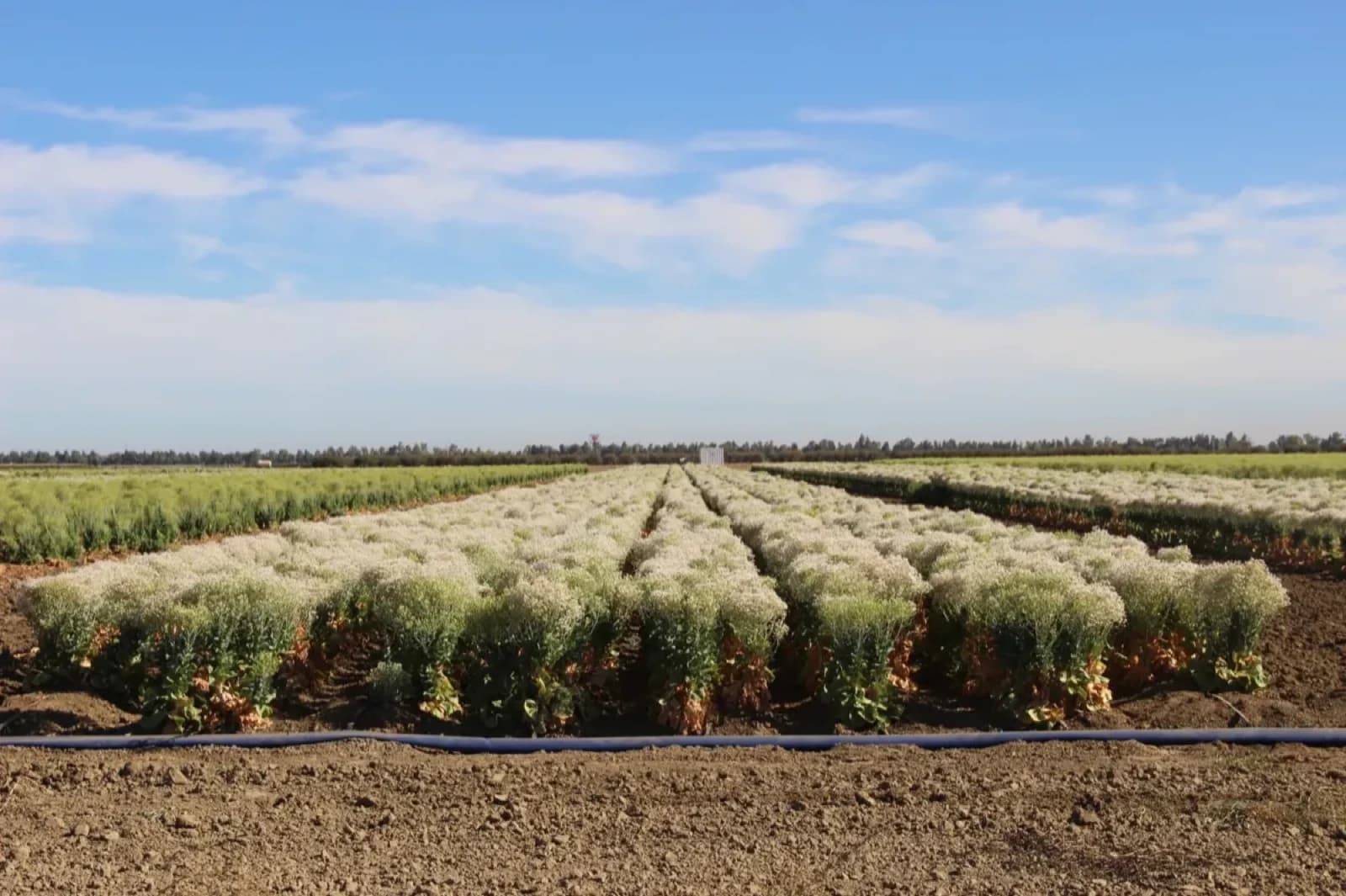 Orsetti Seeds field rows — flowering crop production, California