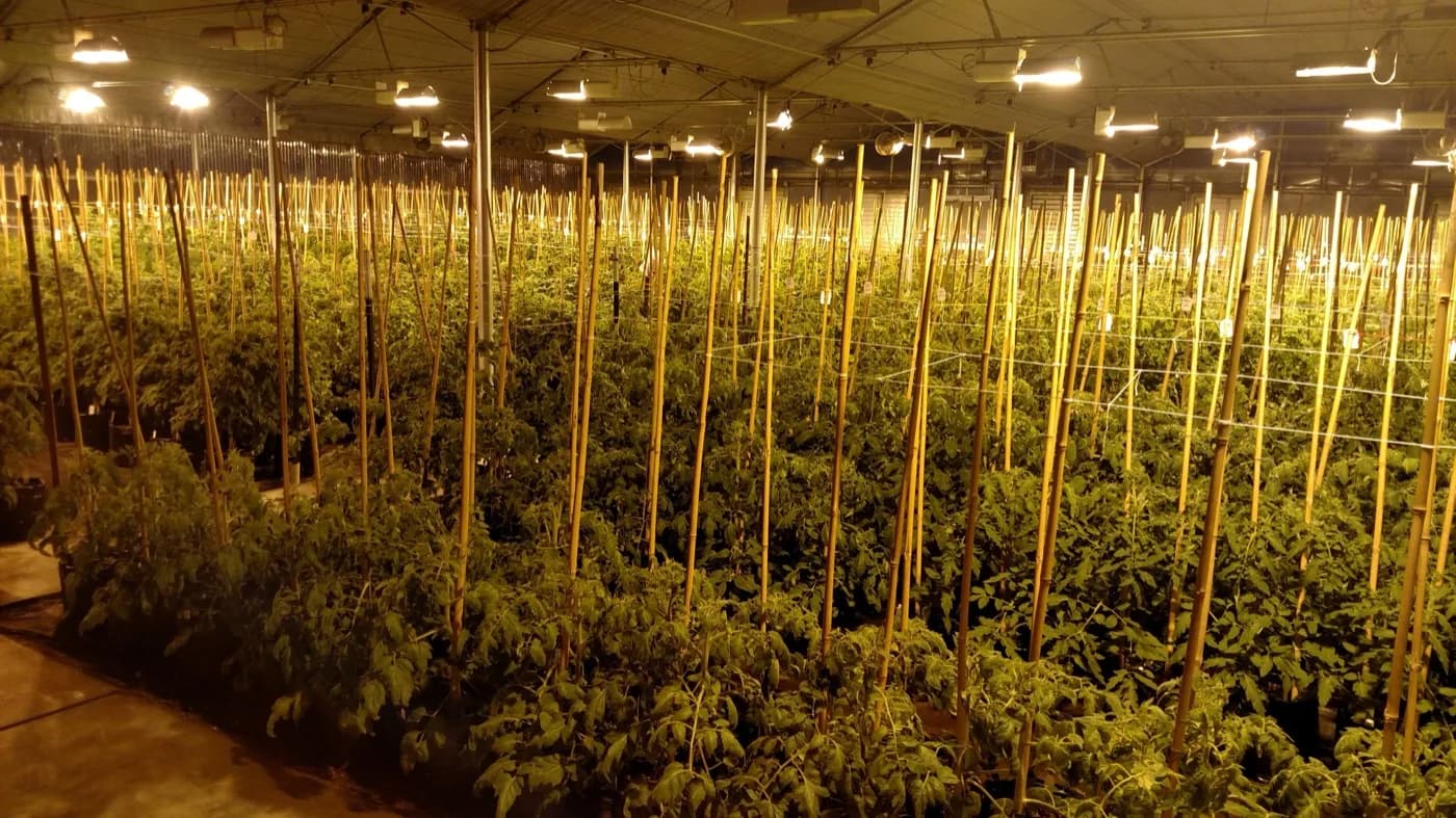 Orsetti Seeds research greenhouse at night — San Juan Bautista, CA