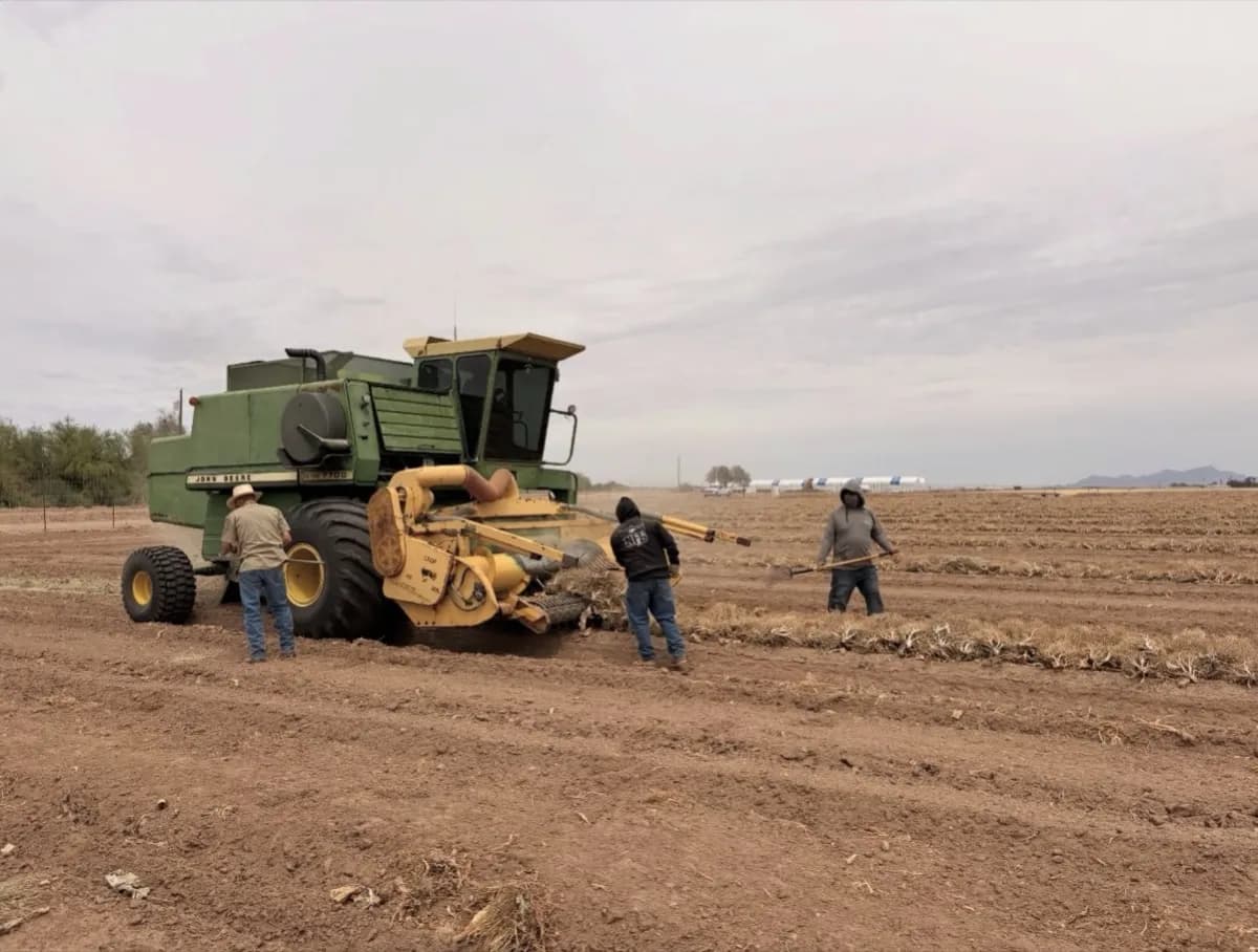 Brassica seed harvest — workers and combine at work