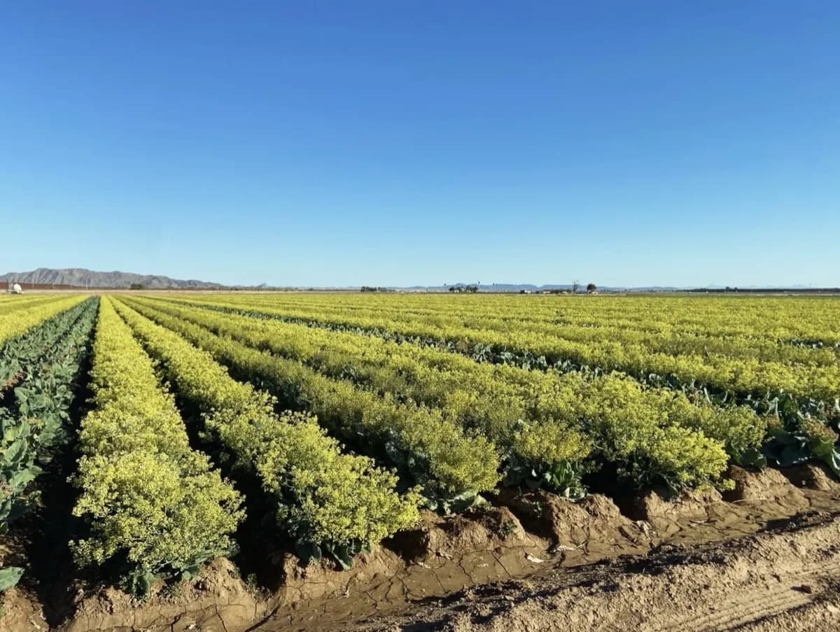 Cauliflower Gold Standard in full yellow bloom — Yuma, Arizona seed production