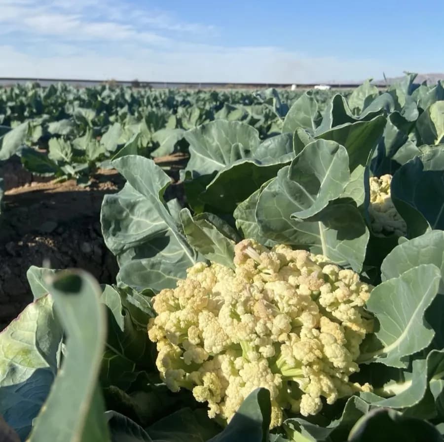 Cauliflower head close-up — Yuma, Arizona production